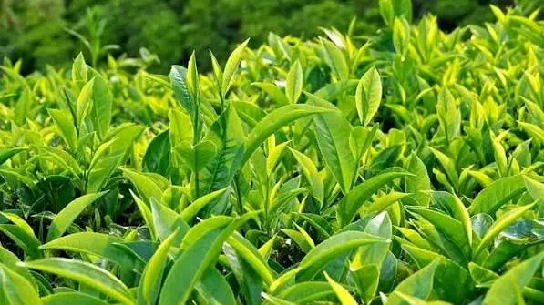 Điều trị mụn thịt ở cổ tại nhà đơn giản, dễ làm